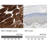 BIN1 Antibody