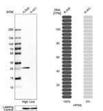 15-PGDH Antibody