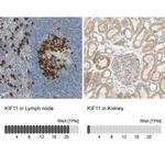 KIF11 Antibody