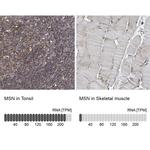 Moesin Antibody