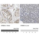 ErbB4 Antibody