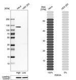 PDE3A Antibody