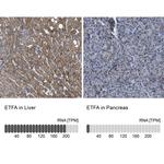 ETFA Antibody