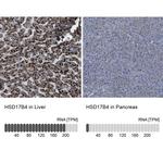 HSD17B4 Antibody