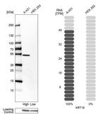 Cytokeratin 15 Antibody