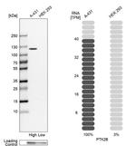 PYK2 Antibody