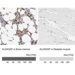 FLAP Antibody