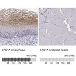 ERO1L Antibody