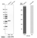 EpCAM Antibody