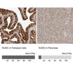 NUDC Antibody