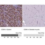 CD8 alpha Antibody