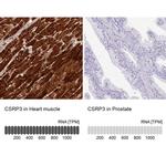 CSRP3 Antibody
