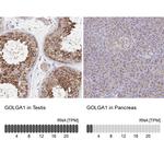 Golgin-97 Antibody
