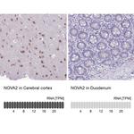 Nova-2 Antibody