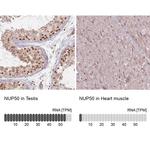 NUP50 Antibody