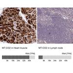 MT-CO2 Antibody