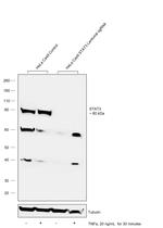 STAT3 Antibody in Western Blot (WB)