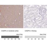 CAPS1 Antibody
