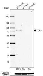 TCF3 Antibody