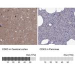 CDK5 Antibody