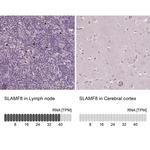 SLAMF8 Antibody