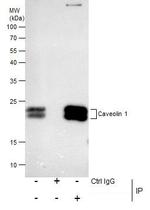Caveolin 1 Antibody in Immunoprecipitation (IP)