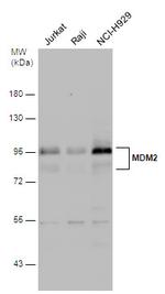 MDM2 Antibody in Western Blot (WB)