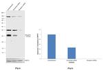 Myogenin Antibody in Western Blot (WB)