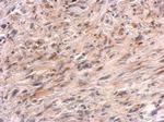 Presenilin 1 Antibody in Immunohistochemistry (Paraffin) (IHC (P))