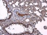 Presenilin 1 Antibody in Immunohistochemistry (Paraffin) (IHC (P))