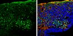 PGP9.5 Antibody in Immunohistochemistry (Frozen) (IHC (F))