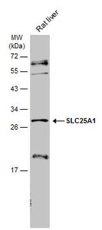 SLC25A1 Antibody in Western Blot (WB)