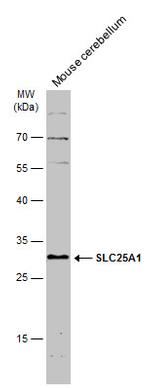SLC25A1 Antibody in Western Blot (WB)