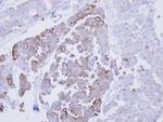 ERP29 Antibody in Immunohistochemistry (Paraffin) (IHC (P))