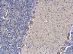 ERP29 Antibody in Immunohistochemistry (Paraffin) (IHC (P))