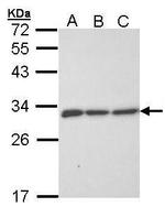 ERP29 Antibody in Western Blot (WB)