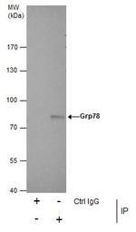 GRP78 Antibody in Immunoprecipitation (IP)