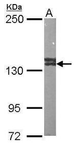 VCPIP1 Antibody in Western Blot (WB)