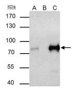 TCF3 Antibody in Immunoprecipitation (IP)