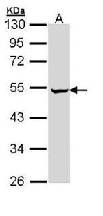 PUS1 Antibody in Western Blot (WB)