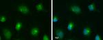 TLR9 Antibody in Immunocytochemistry (ICC/IF)