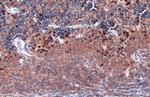 TLR9 Antibody in Immunohistochemistry (Paraffin) (IHC (P))