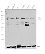 TLR9 Antibody in Western Blot (WB)