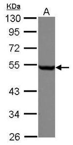 beta Tubulin Antibody in Western Blot (WB)