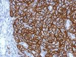 HLA-G Antibody in Immunohistochemistry (Paraffin) (IHC (P))