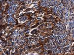 HLA-G Antibody in Immunohistochemistry (Paraffin) (IHC (P))