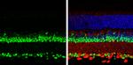 PAX6 Antibody in Immunohistochemistry (Paraffin) (IHC (P))