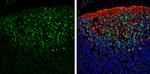 PAX6 Antibody in Immunohistochemistry (Frozen) (IHC (F))