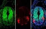 PAX6 Antibody in Immunohistochemistry (Paraffin) (IHC (P))