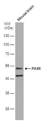 PAX6 Antibody in Western Blot (WB)